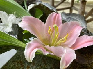 参峰山 玉泉寺の参拝記録(忍さん)