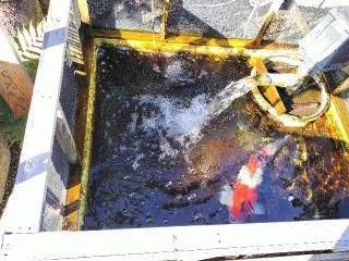 神舘飯野高市本多神社（神戸宗社）の参拝記録(さとみさん)