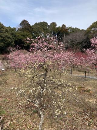 菅原神社の参拝記録(すし吉さん)