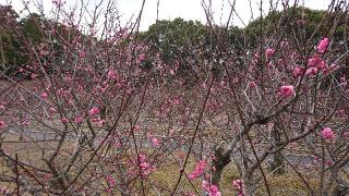 菅原神社の参拝記録(まさやんさん)