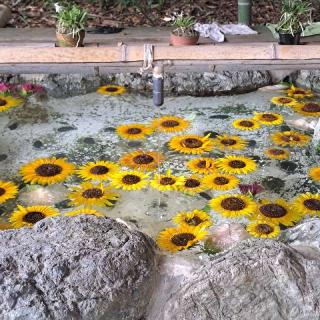 香良洲神社の参拝記録(まさきさん)