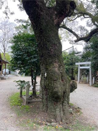 松阪神社の参拝記録(⛩️🐍🐢まめ🐢🐍⛩️さん)