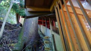 阿波神社の参拝記録(天地悠久さん)