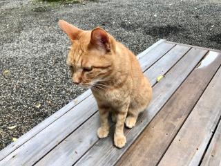 神戸神社の参拝記録(じゃすてぃさん)