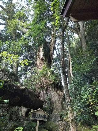 神内神社の参拝記録(天地悠久さん)