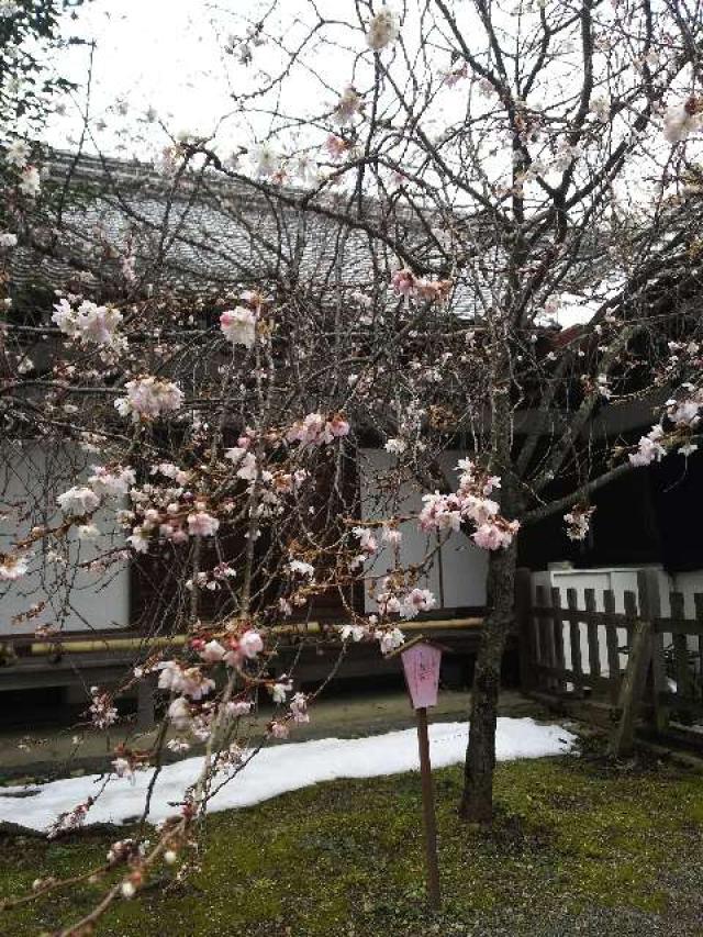 京都府京都市北区平野宮本町1 平野神社の写真2