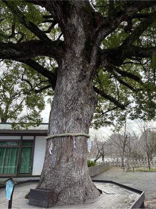 平野神社 山城国 上七社の参拝記録(⛩️🎠🐢まめ🐢🎠⛩️さん)