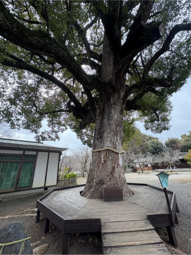 京都府京都市北区平野宮本町1 平野神社の写真9