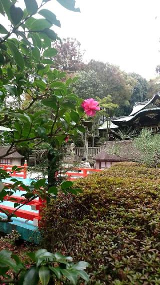 岡崎神社の参拝記録(lovely730@JODANSさん)