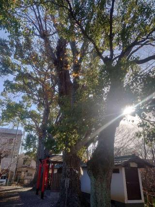 金井戸神社（三栖神社御旅所）の参拝記録(かいちゃんさん)