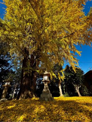 三栖神社の参拝記録(さくらさん)