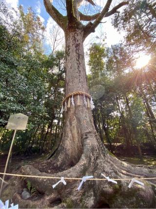 宇治上神社の参拝記録(さくらさん)