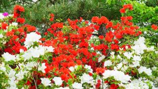 長岡天満宮の参拝記録(布袋大国さん)