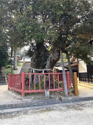 山王宮日吉神社の参拝記録(コットンさん)