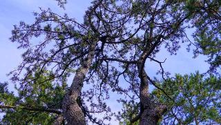 天橋立神社（橋立明神）の参拝記録(布袋大国さん)