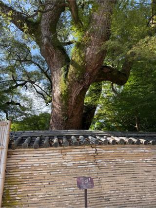 石清水八幡宮の参拝記録(⛩️🐍🐢まめ🐢🐍⛩️さん)