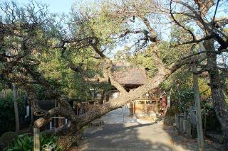 日映山観照院の参拝記録(thonglor17さん)