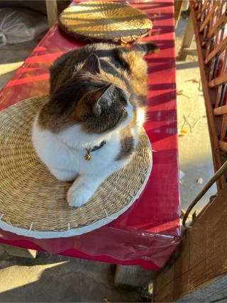 眞大山　大聖寺の参拝記録(みこりんさん)