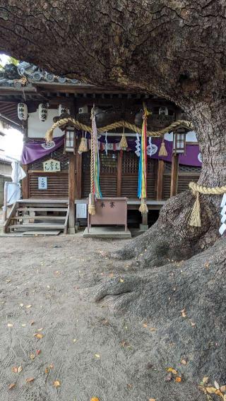 三島神社の参拝記録(たこやきさん)