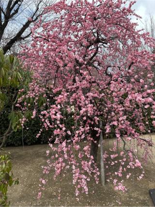 大宮の参拝記録(it oさん)