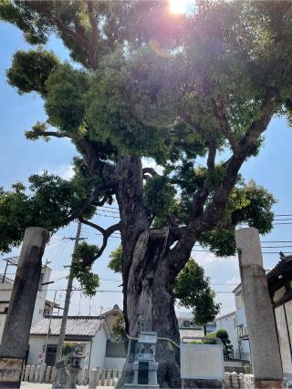 天神社(御厨神社)の参拝記録(みぱちのさん)