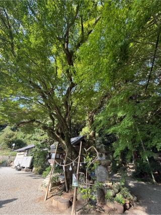 玉祖神社の参拝記録(あきちゃんさん)