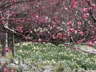 玉祖神社の参拝記録(あきちゃんさん)