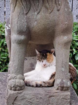 大津神社の参拝記録(のぶちゃんさん)