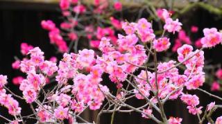 道明寺天満宮の参拝記録(布袋大国さん)