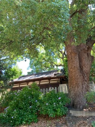 澤田八幡神社の参拝記録(tukoさん)