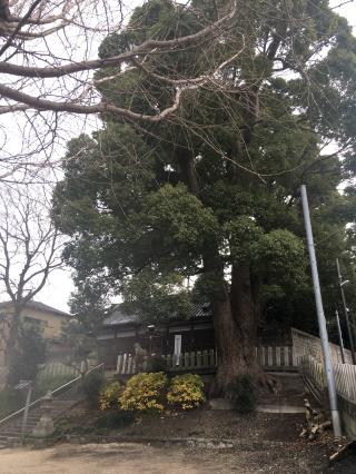 澤田八幡神社の参拝記録(snow  cafeさん)