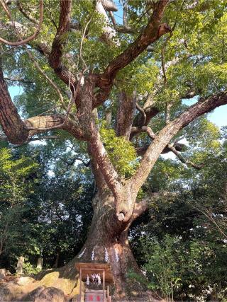 壺井八幡宮の参拝記録(ZIGZAGさん)