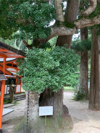 塩田八幡宮の参拝記録(おおくすさん)