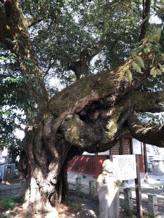 福源山長昌寺の参拝記録(はっちゃんさん)