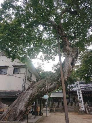 小浜皇大神社の参拝記録(ヨロロンさん)