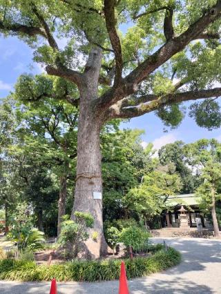 東天神社の参拝記録(さとみさん)