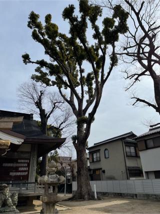西皇大神社の参拝記録(KUMIKOさん)