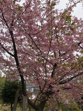 光明山福壽院龍泉寺の参拝記録(いか焼きちゃんさん)