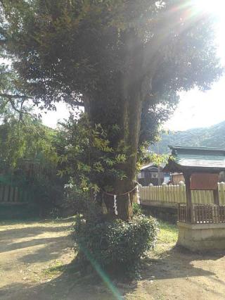 石上神社の参拝記録(ボブさん)