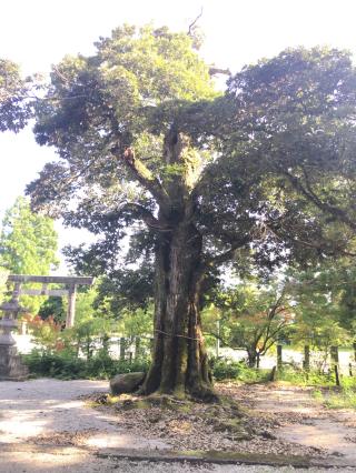 中嶋神社の参拝記録(Crystalさん)