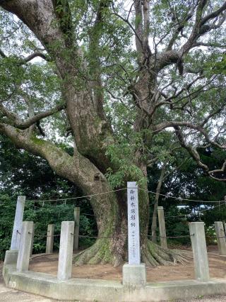 高田八幡神社の参拝記録(さくらさん)