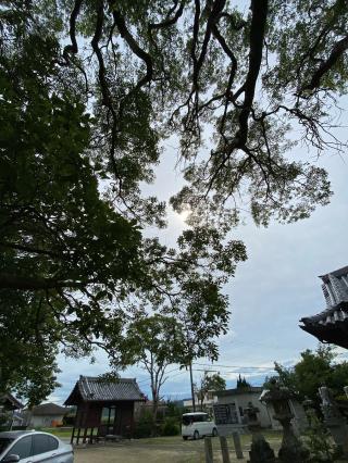 高田八幡神社の参拝記録(さくらさん)