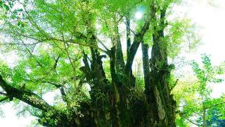 葛城一言主神社の参拝記録(布袋大国さん)