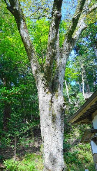 丹生川上神社(下社)の参拝記録(布袋大国さん)