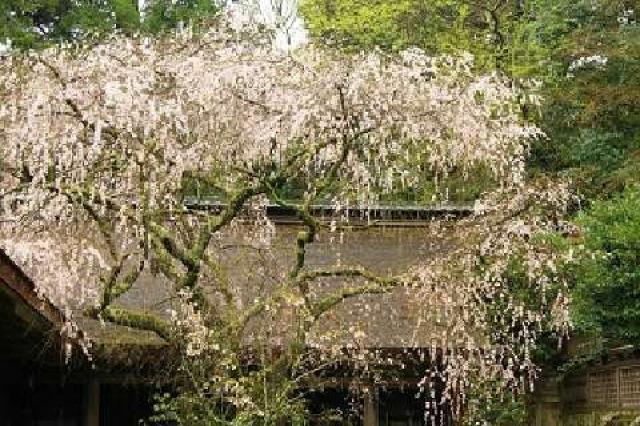 奈良県吉野郡吉野町吉野山１６１３ 吉野水分神社の写真3