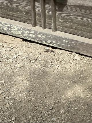 玉置神社の参拝記録(イワっちさん)