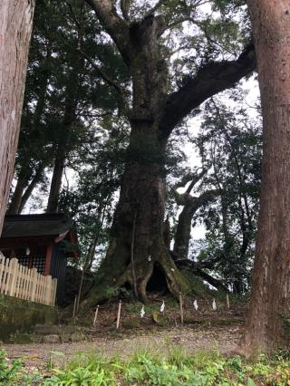 熊野神社（高原）の参拝記録(mmかずやmmさん)