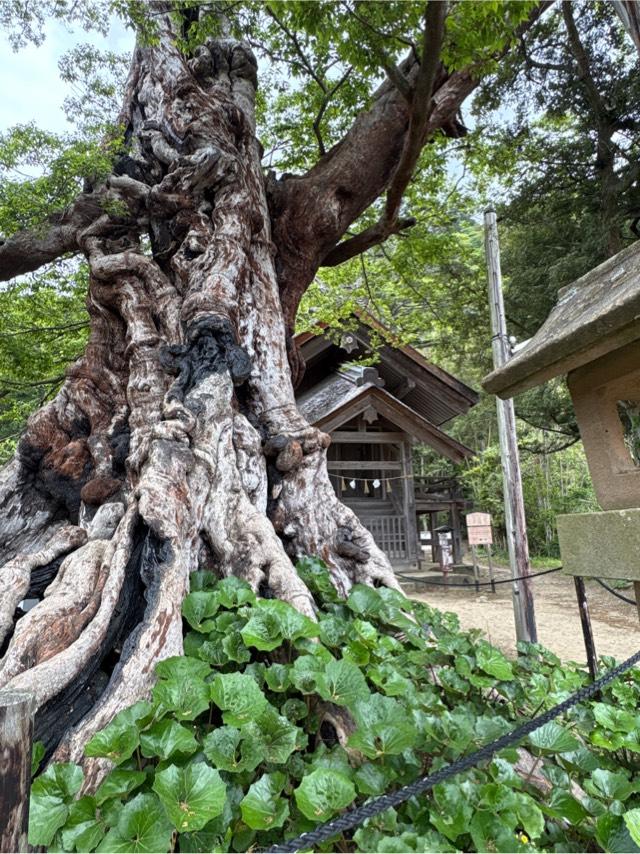 神魂伊能知奴志神社（命主社）の参拝記録3