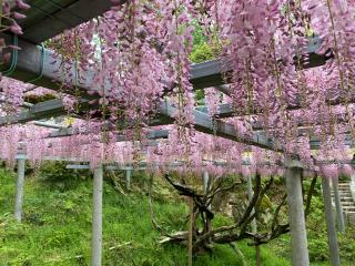 阿智神社の参拝記録(スエさん)