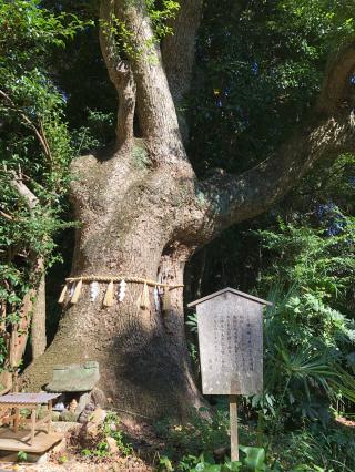 田井八幡宮の参拝記録(ひらたんさん)